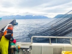 Denne sommeren gjennomførte forskere og fiskere forsøksfiske etter pukkellaks i flere områder utenfor Finnmark. Målet var å fange pukkellaks i havet uten at utrydningstruede arter som atlantisk laks, røye og sjøørret ble skadet.