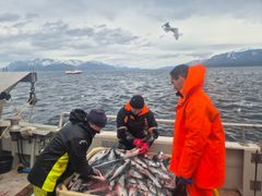 Fra forsøksfiske med ringnot / snurpenot i Altafjorden fra Solværskjær.