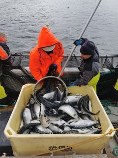 Fra forsøksfiske med ringnot / snurpenot i Altafjorden fra Solværskjær.