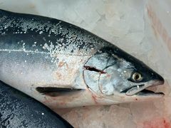 Pukkelaks fra Bugøynes tatt sommeren 2025