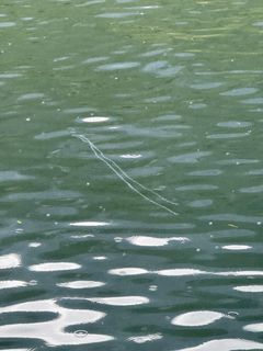 Bilder av perlesnormanet, samlet inn via nettsiden https://dugnadforhavet.no/.