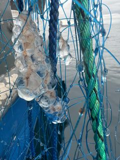 Bilder av perlesnormanet, samlet inn via nettsiden https://dugnadforhavet.no/.