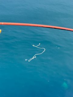 Bilder av perlesnormanet, samlet inn via nettsiden https://dugnadforhavet.no/.