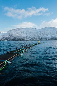 Under disse flytende innretningene henger rekker med børstevegger som skal stoppe perlesnormanetene om de ankommer fjorden.