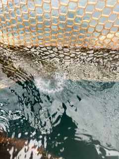 Bilder av perlesnormanet, samlet inn via nettsiden https://dugnadforhavet.no/.