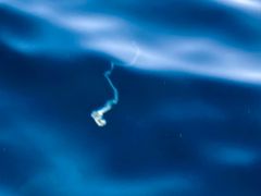 Bilder av perlesnormanet, samlet inn via nettsiden https://dugnadforhavet.no/.