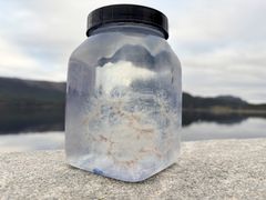 Dette er perlesnormaneten. Det vil si: deler av den. Et sted ute i havet deler manetkolonien seg opp og skadelige deler siger inn mot kysten.