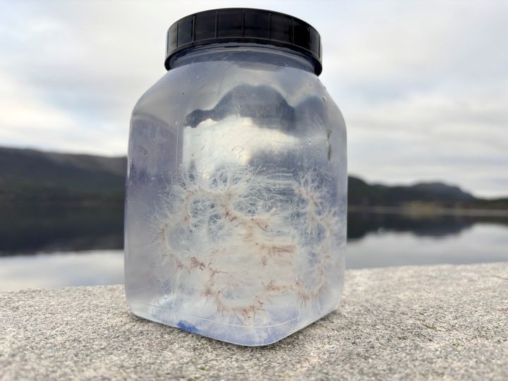 Dette er perlesnormaneten. Det vil si: deler av den. Et sted ute i havet deler manetkolonien seg opp og skadelige deler siger inn mot kysten.