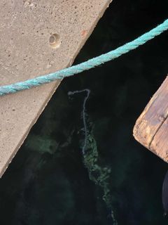 Bilder av perlesnormanet, samlet inn via nettsiden https://dugnadforhavet.no/.