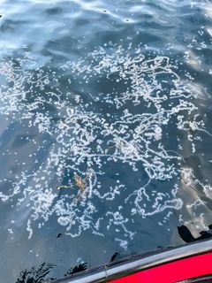 Bilder av perlesnormanet, samlet inn via nettsiden https://dugnadforhavet.no/.