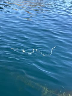 Bilder av perlesnormanet, samlet inn via nettsiden https://dugnadforhavet.no/.