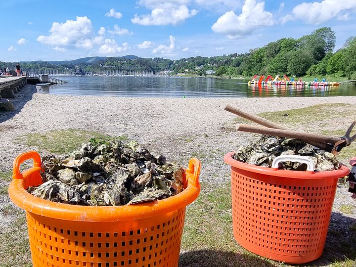 Oransje kurver fylt med stillehavsøsters på en strand