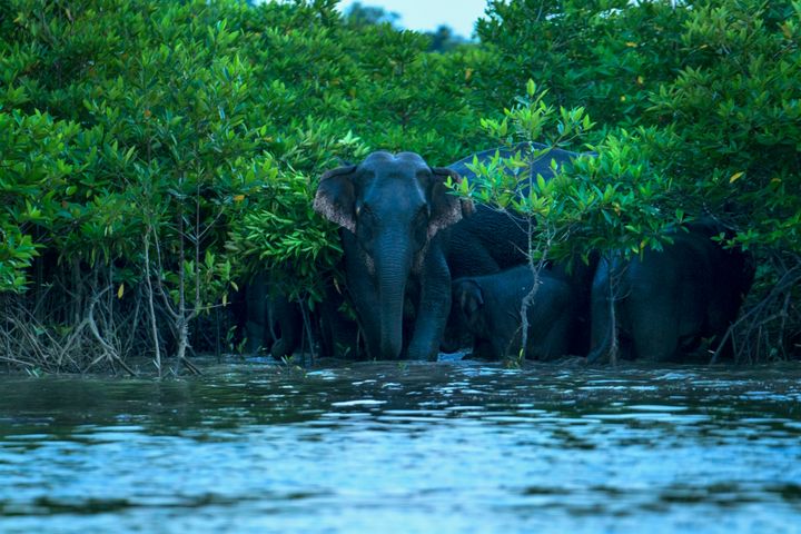 Elefant i Mangrover,  Foto: Aishem