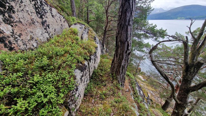 I dette bratte og ulendte terrenget i Tingvoll har det blitt oppdaget nye hellemalerier. Ofte stuper bergene i området rett ned i sjøen.