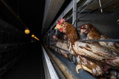 Høner i nettingbur i en mørk eggfarm.