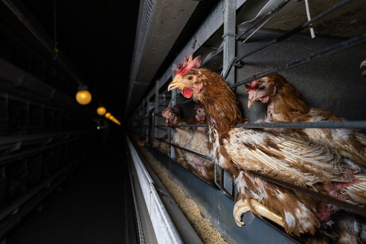 Høner i nettingbur i en mørk eggfarm.