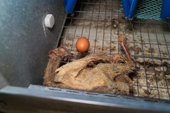 Død høne ved siden av egg i nettingbur på en eggfarm. Ved siden av høna ligger det et egg.