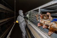 Aktivist i beskyttelsesdrakt dokumenterer burhøner på eggfarm.