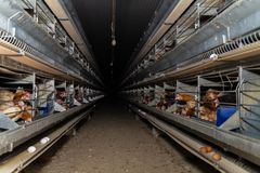 Rader med høner i nettingbur på norsk bureggfarm. Hver høne har i snitt ett A4-ark med plass.