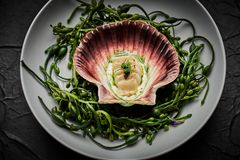 Enjoy the best seafood with Havila Food Stories