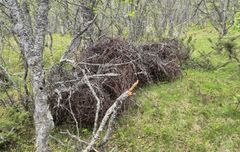 Store kveiler av piggtråd ligger på bakken mellom trær i skogen.