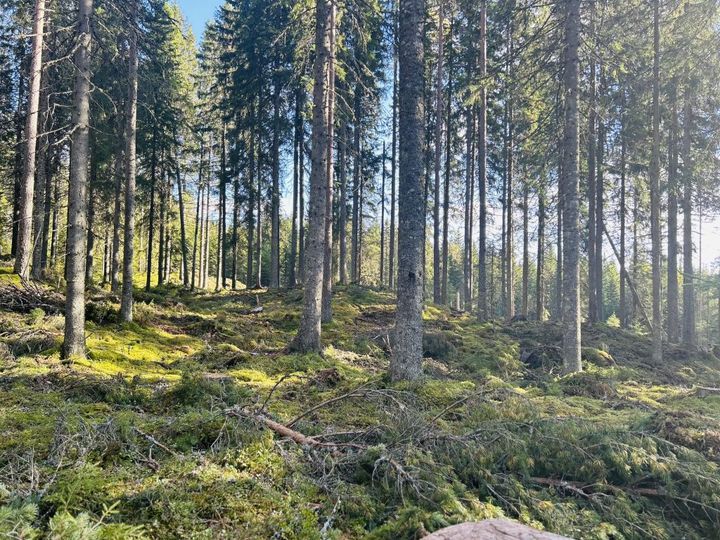 NORSKOG har over lengre tid uttrykt bekymring for det vi opplever som en gradvis, men tydelig svekkelse av eiendoms- og råderetten.