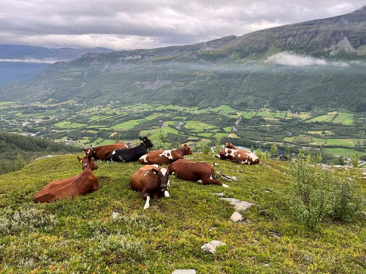 Husk at hunden skal være i bånd når du ferdes i naturen