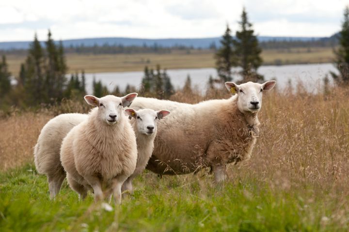 Ulv angriper sau pa beite - bøndene fortviler over tapene.