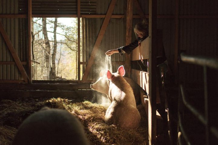 Credos Heidi Bjerkan på besøk hos grisene.