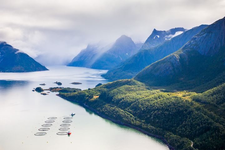 Mowi er Norges og verdens største produsent av atlantisk laks. En ny analyse utført av Menon Economics viser at selskapets aktiviteter i Norge skaper store ringvirkninger både nasjonalt og lokalt.