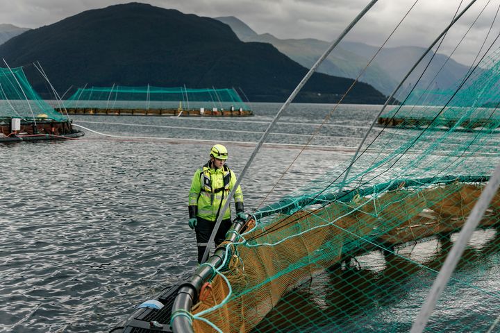 – Vi applauderer inkluderingen av torsk i ASC-programmet, sier Tor Olav Seim, leder for forretningsutvikling og grunnlegger av Ode, Norges største torskeoppdretter.