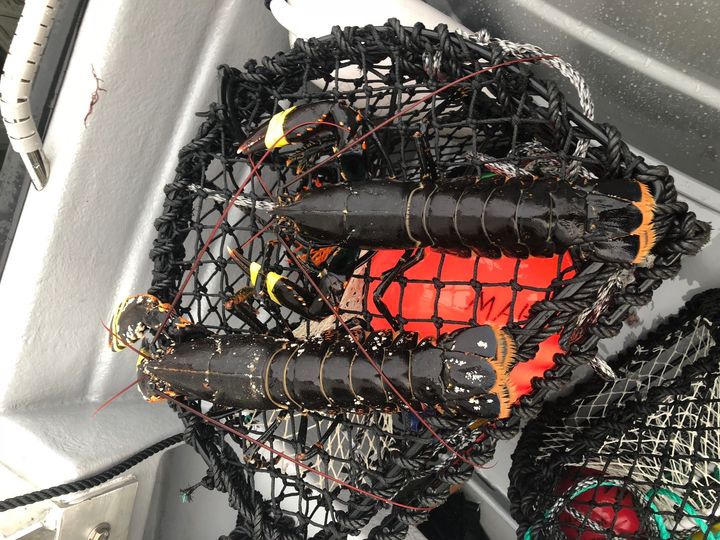 Hummerfisket er en sterk tradisjon langs kysten – men også en periode med høy ulykkesrisiko.