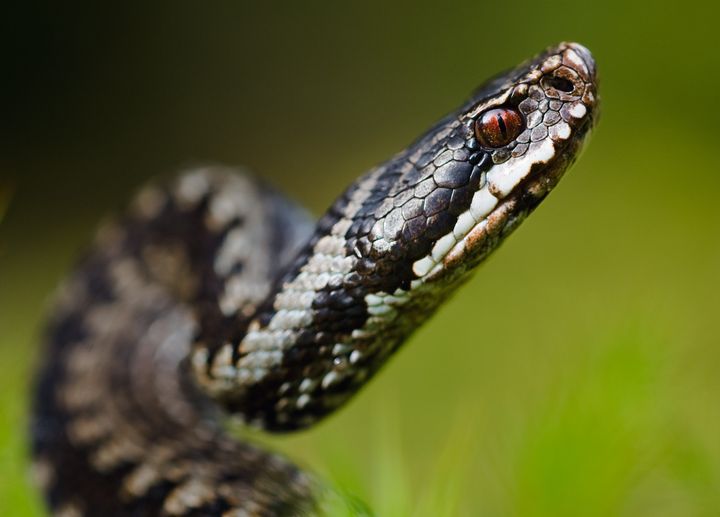 Et nærbilde av en huggorm (Vipera berus).