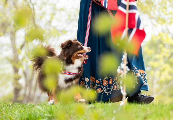 En hund står ved siden av en person som bærer en tradisjonell norsk bunad, med et norsk flagg i forgrunnen.