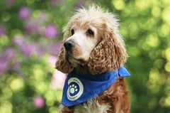 En engelsk cocker spaniel med blått skjerf står utendørs mot en grønn bakgrunn med rosa blomster.