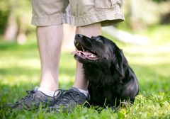 Person står med en svart hund som ser glad ut og sitter ved føttene på en plen.