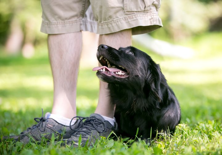 Person står med en svart hund som ser glad ut og sitter ved føttene på en plen.