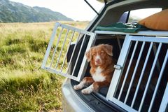 En hund sitter i et bur i bagasjerommet på en bil med åpen bakluke, omgitt av et grønt landskap.