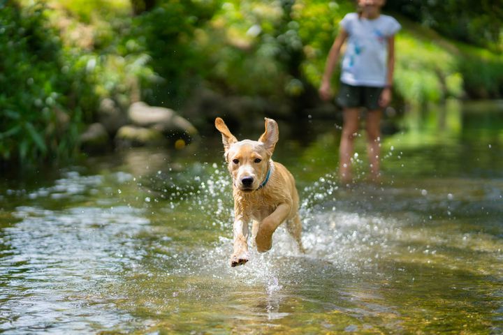 En hund løper gjennom vannet med en person i bakgrunnen.