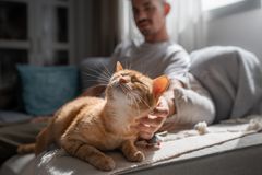 En person klapper en orange katt som ser fornøyd ut på en sofa.