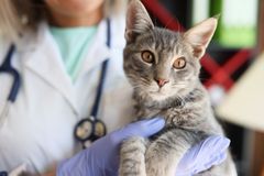 En veterinær holder en katt med grå pels.