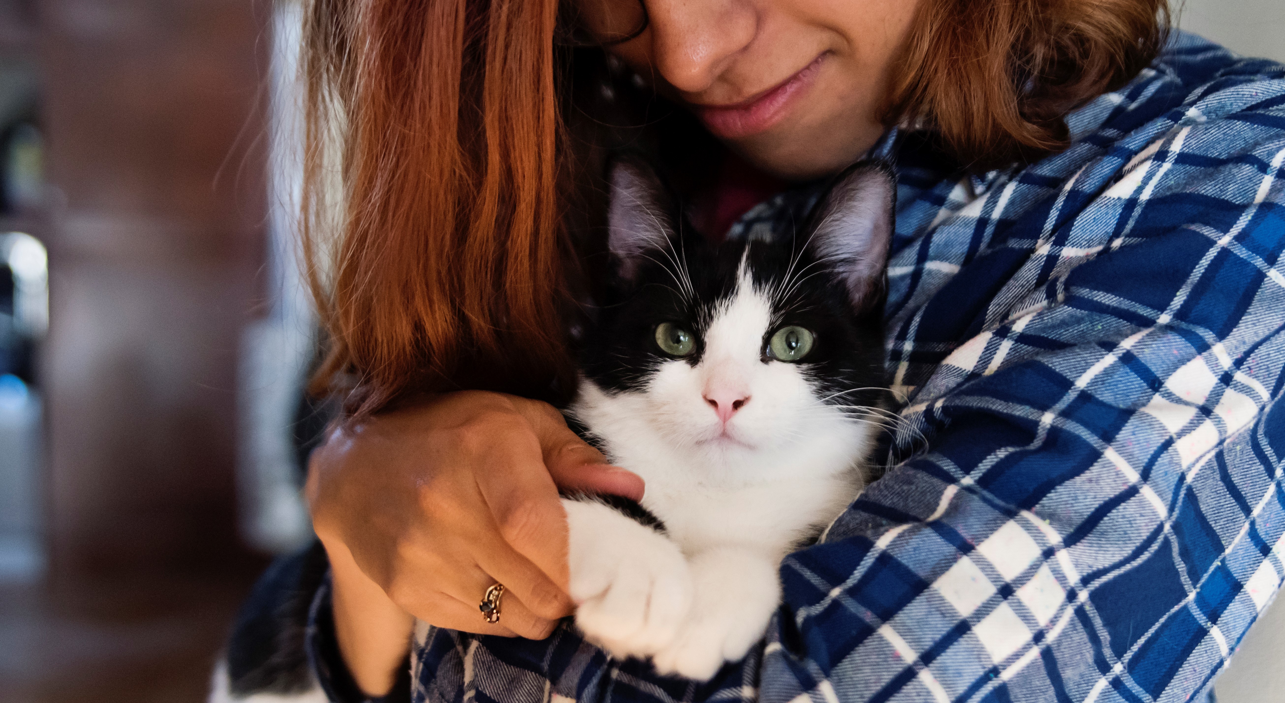 Dette er de vanligste sykdommene og skadene hos kattene våre