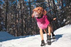 En hund med rosa genser og hundesko går i snødekt skog.