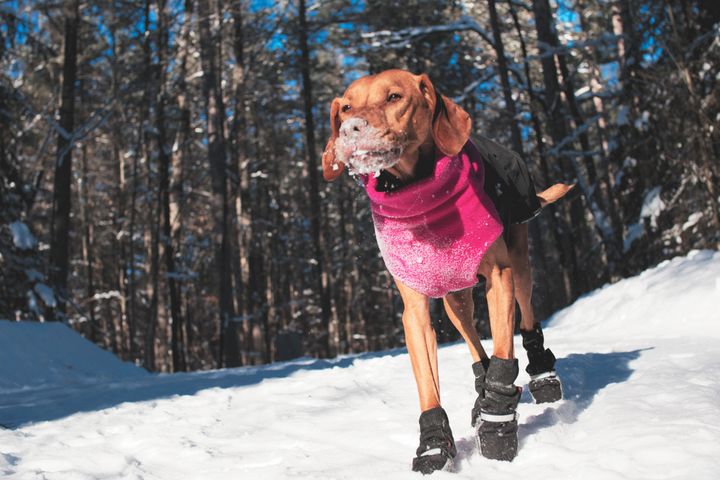 En hund med rosa genser og hundesko går i snødekt skog.