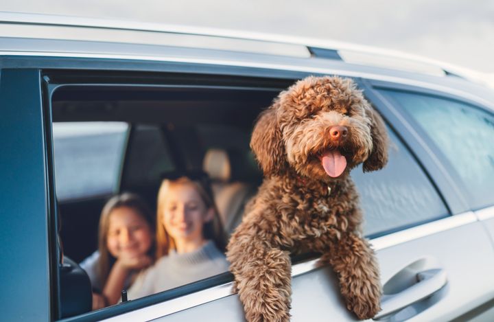 En hund kikker ut av et bilvindu med tungen ute. To personer sitter inne i bilen.