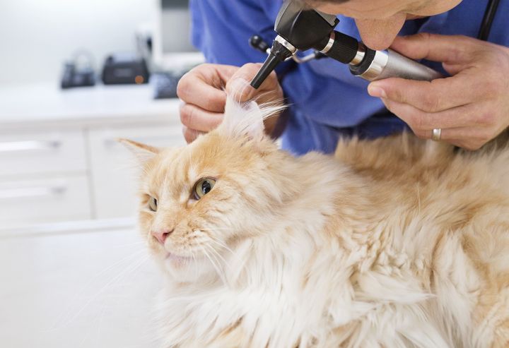 Veterinær undersøker øret til en katt med et otoskop.