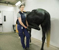 Veterinær utfører bøyeprøve på en hest.