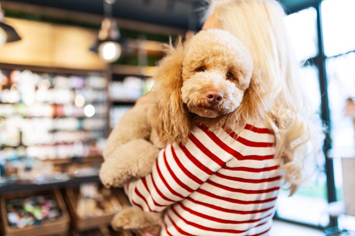 Person i stripete genser holder en liten hund i en butikk.