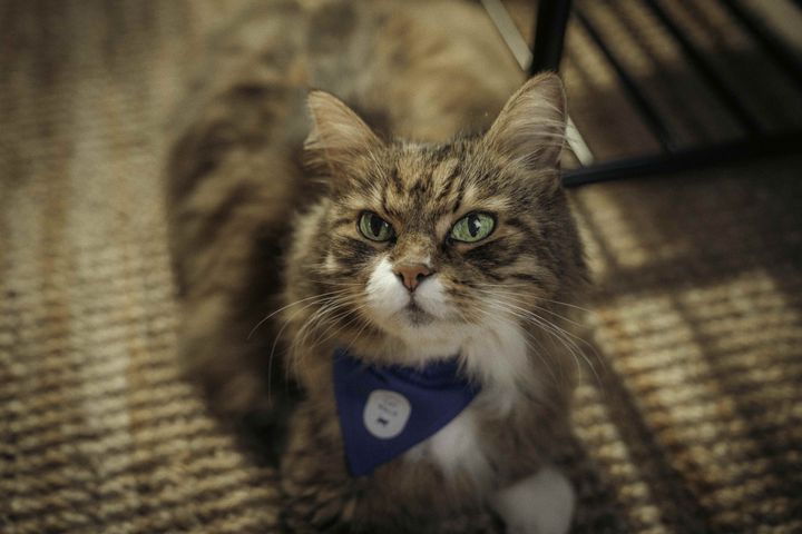 En langhåret brun og hvit katt med et blått skjerf rundt halsen.