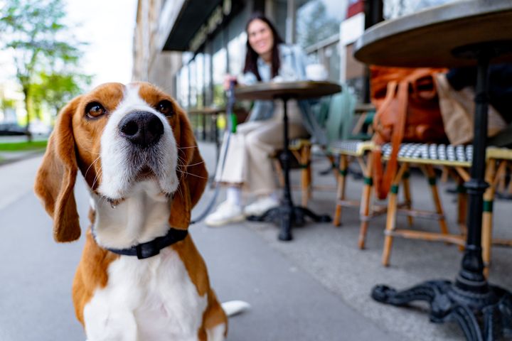 hund på en utekafe, dame i bakgrunnen